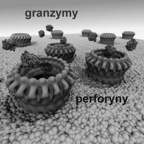 Plazmocyty produkują przeciwciała (immunoglobuliny) skierowane przeciw