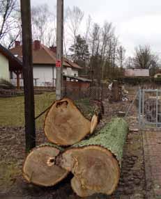 wycinka drzew w wesołej W Biuletynie nr 1/2017 szczegółowo przedstawiono informacje dotyczące zmian w ustawie o ochrony przyrody, które nastąpiły od 1 stycznia 2017 r.