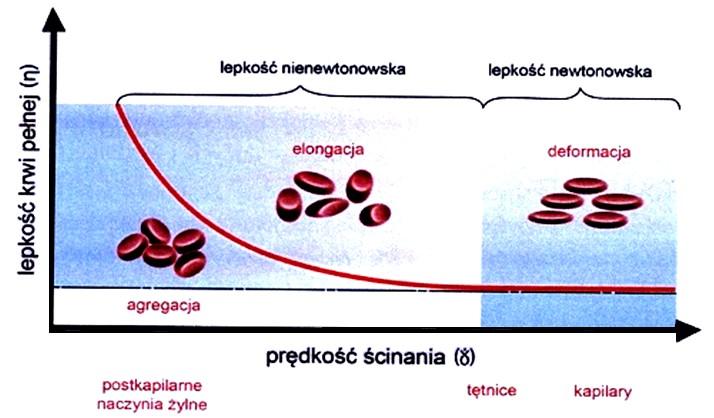 Hemoreologia Lepkość krwi Zależność