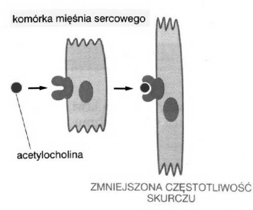 Dwie główne zasady sygnalizacji międzykomórkowej: Rodzaje sygnalizacji