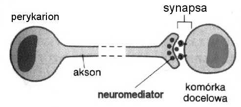 sygnałowa może przejść przez błonę komórkową część wiążąca cząsteczkę