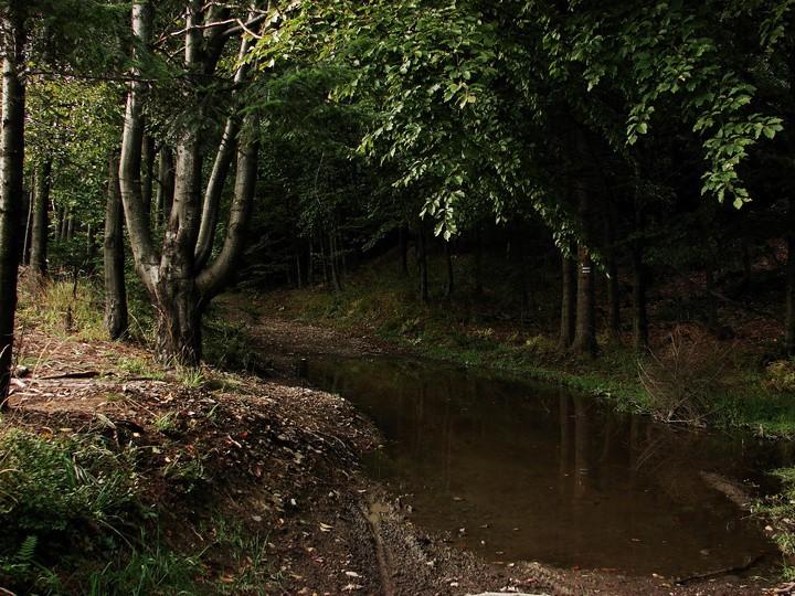 W tym miejscu należy zachować czujność, jako że mijać będziemy kilka dróg leśnych, łatwo wejść w nieoznakowaną drogę gospodarczą.