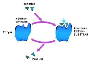 Konieczne jest połączenie apoenzymu z substratem. Na powierzchni białka znajduje się miejsce, które zawiera wiele aminokwasów z wolnymi grupami funkcyjnymi, a więc zdolne do przyjęcia substratu.