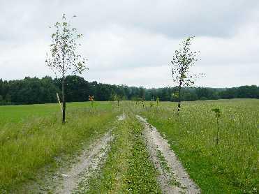 KSZTAŁTOWANIE KRAJOBRAZU, OCHRONA ŚRODOWISKA W