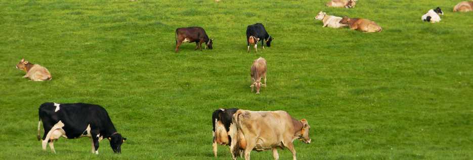 Rolnictwo biodynamiczne CHÓW I HODOWLA BYDŁA MLECZNEGO I MIĘSNEGO Żywienie zwierząt: ź 97 % paszy własnej: