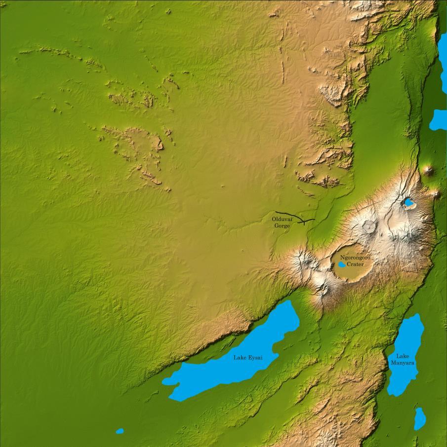 Homo habilis 1.