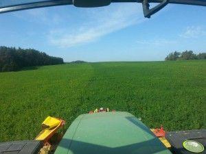 .pl https://www..pl Można przeprowadzić szereg zabiegów agrotechnicznych, aby uzyskać wysoki plon zielonej masy. (Foto: AgroFoto.