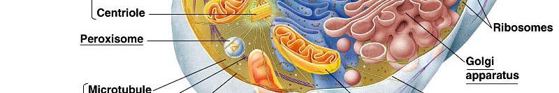 chloroplastów i mitochondriów Niektóre