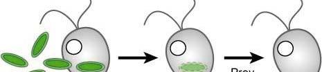 endosymbioza chloroplastów (sinice) Glaukofity mają najmniej