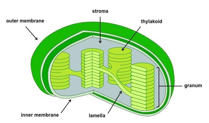 żelazo-siarkowe Rys.