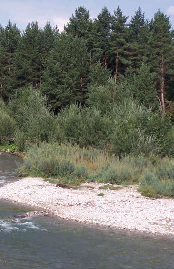 Meandry Białki poniżej rezerwatu J.