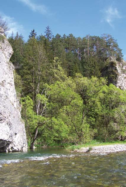 wane ze skalistych wapieni jurajskich serii czorsztyńskiej, przy niewielkim udziale skał młodszych (górnokredowych i paleogeńskich).