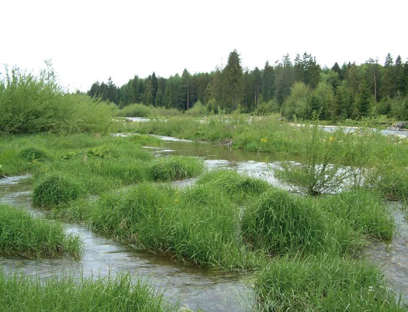 Jeden z podtypów