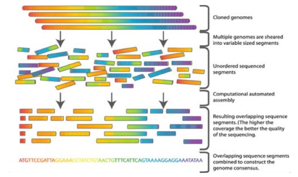 shotgun sequencing, która dzieli genom na losowe fragmenty, a następnie zsekwencjonowane