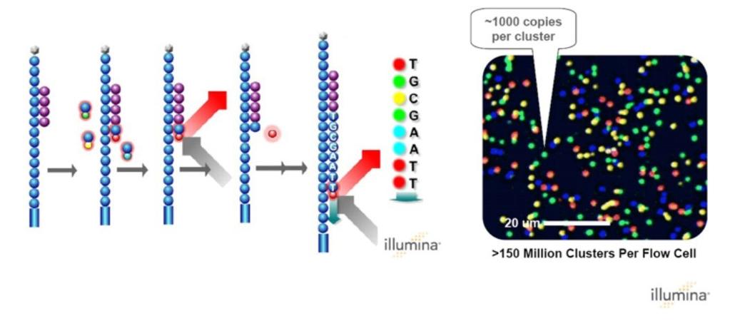 Przykładowo, technologia firmy Illumina nieco przypomina podejście Sangera do sekwencjonowania, przy czym proces jest masowo równoległy, odczyty mają ok.
