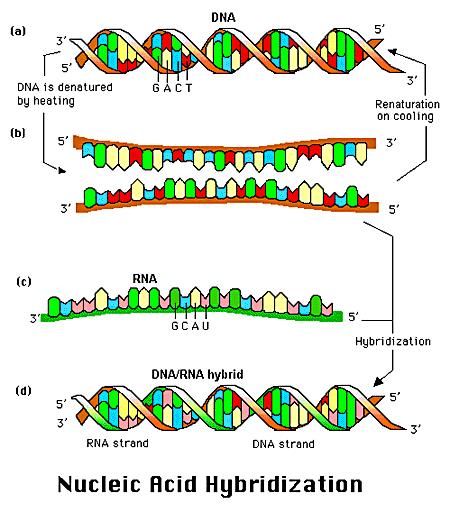 Hybrydyzacja - powstawanie stabilnych struktur dwuniciowych z cząsteczek jednoniciowych o komplementarnych sekwencjach nukleotydów Hybrydyzacja zachodzi już przy