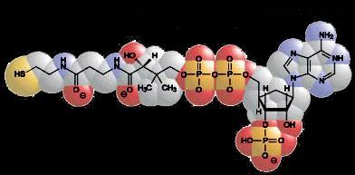 ENZYMY wywodzą się z rybozymów nukleotyd koenzym A być może uzupełnienie rybozymów o części polipeptydowe zwiększyło ich zdolności katalityczne ścisły związek polipeptydów