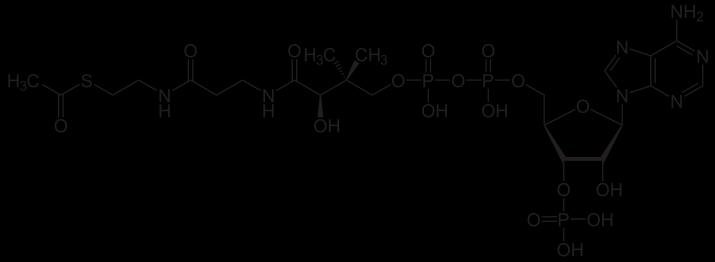 fosfolipid błona lipidowa w wodzie