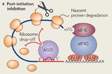 microrna - mirna aktywna translacja