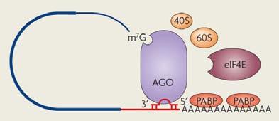 degradacja mrna inhibicja translacji