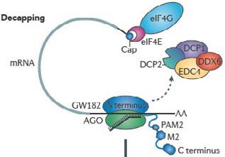 Initial effect of mirnas: : inhibition of translation at the initiation step without mrna