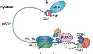 mrna deadenylation by PAN2 PAN3 PAN3 and CCR4 NOT complexes recruited by mirisc as a