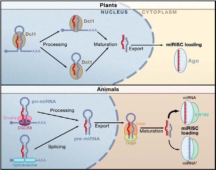 Biogeneza mirna u roślin i zwierząt eksport z jądra j komórkowego do