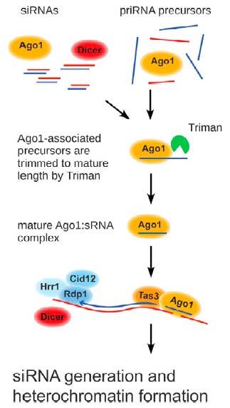 Małe RNA niezależne od Dicer prirna primal small RNAs