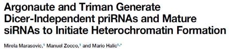 pombe tworzenie/utrzymywanie heterochromatyny w