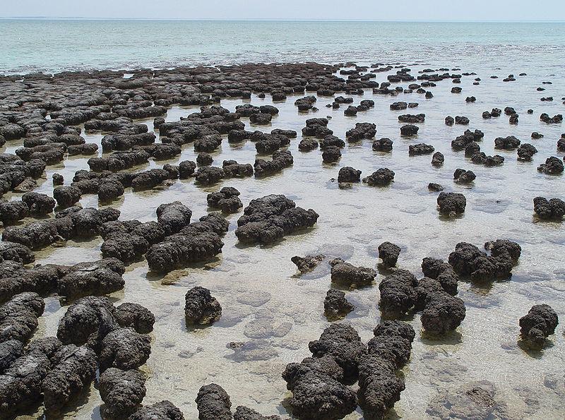 stromatolity współczesne