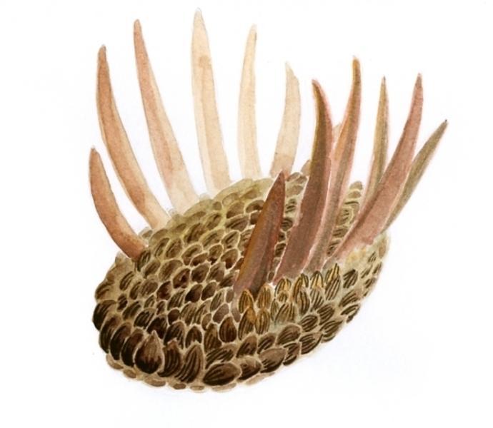 Wiwaxia