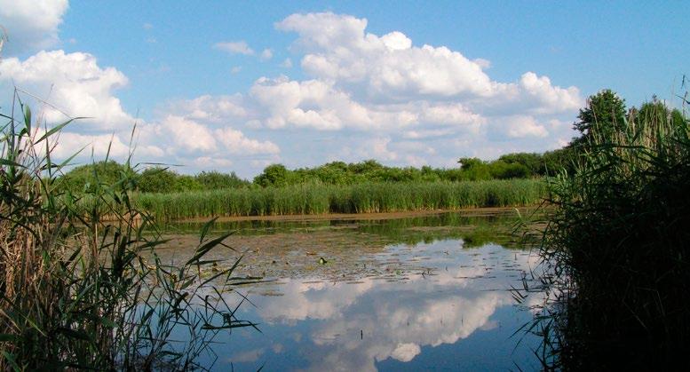 17 Starorzecze Jeziorki / Podpis w języku angielskim i Słomczyńskie są wspaniałym terenem turystycznym i rekreacyjnym. Nie mniej ciekawa jest dolina rzeki Jeziorki, brzeg Wisły oraz ciągi starorzeczy.