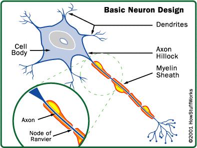 Komórka nerwowa Przeciętny neuron ma około 0,1 mm średnicy, ale może mieć długość nawet kilku