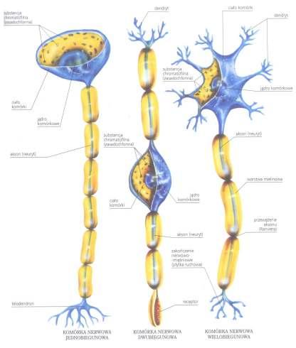 Ze względu na liczbę wypustek, komórki nerwowe dzielimy na: Komórka nerwowa jednobiegunowe (unipolarne) słabo reprezentowane w organizmie; występują w części ruchowej nerwu trójdzielnego oraz w