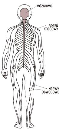 Układ nerwowy obwodowy Z mózgu i rdzenia wychodzą parzyste nerwy mózgowe i rdzeniowe,