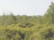 Bełchatów Forest Inspectorate Fot. 5. Łozowisko Salicetum pentandro-cinereae typ siedliska dotychczas nie chroniony w programie Natura 2000.