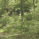Kozienicka Forest Fot. 6. Bór mieszany Querco roboris-pinetum z dynamicznie odnawiającą się jodłą. Puszcza Kozienicka (fot. H.