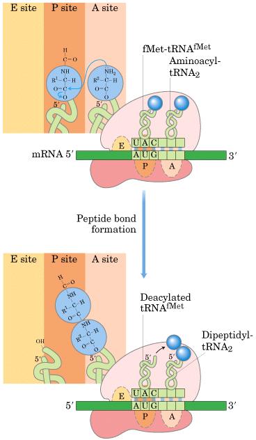 RNA syntetyzuje