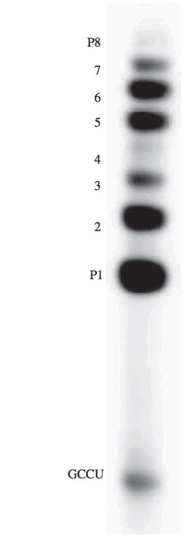 Aminoacylacja RNA