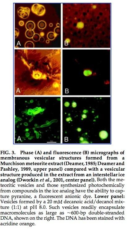 Błony z kosmosu Struktury lipidowe tworzone przez ekstrakty materiału z meteorytu z Murchinson (A) Struktury tworzone w