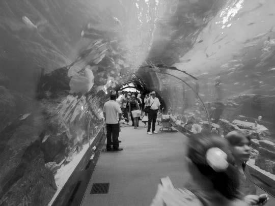 Człowiek/zwierzę/turystyka 149 Fotografia 4. Turyści w szklanym tunelu Dubai Aquarium & Underwater ZOO Źródło: fotografia własna, Dubaj 2012 r.