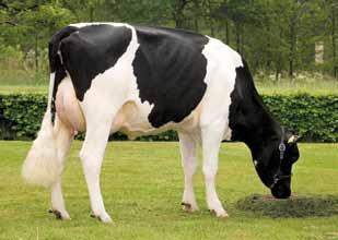 Picston Shottle Et Delta Amice Carol Prelude Mtoto