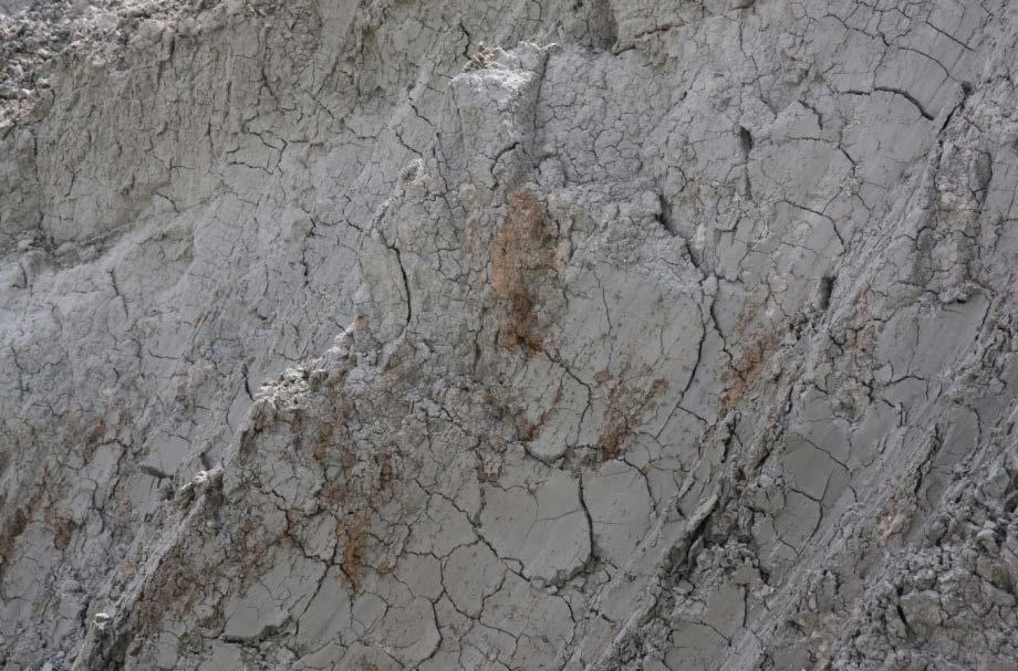 Bożęcki) Phot. 6. The Bełchatów lignite deposit. The beidellite clays from silty-sandy complex with the iron concretions (P.