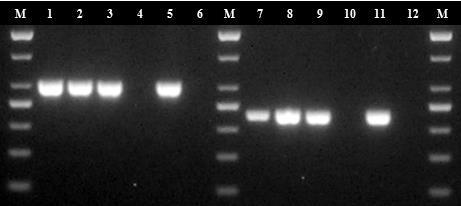 także analizy patogenności wszystkich szczepów poprzez ocenę obecności genu caga kodującego immunogenne białko CagA.