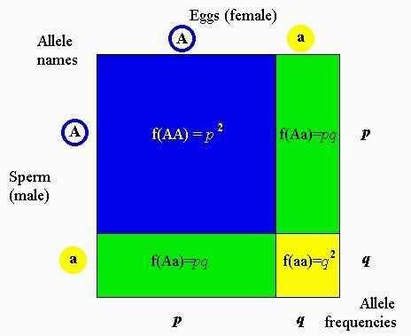 Genotypy w populacji Prawo Hardy ego-weinberga Zformułowane niezaleznie przez Goeffrey a Hardy ego i Wilhelma