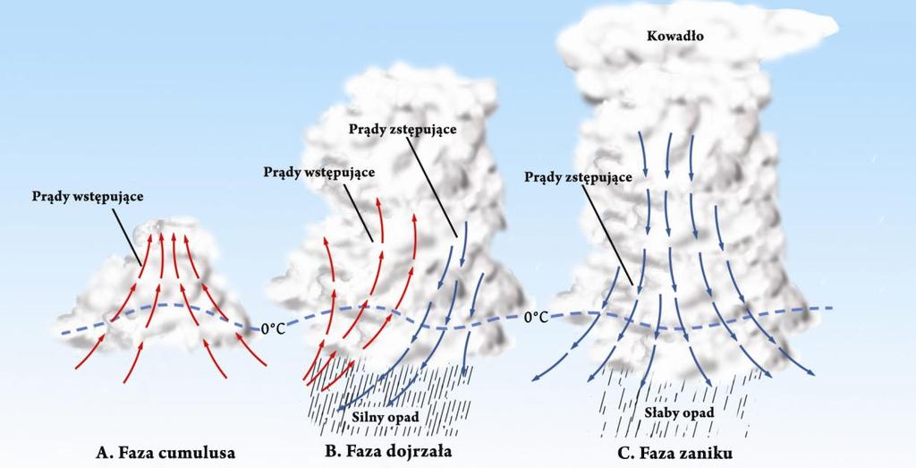 Rysunek 14-2. Cykl życia burzy. 14.3.1. Faza cumulusa (początkowa) - czas trwania 15-20 min. Wszystkie burze rozpoczynają swój żywot od fazy cumulusa. Cechą charakterystyczną dla tej fazy (Rys.