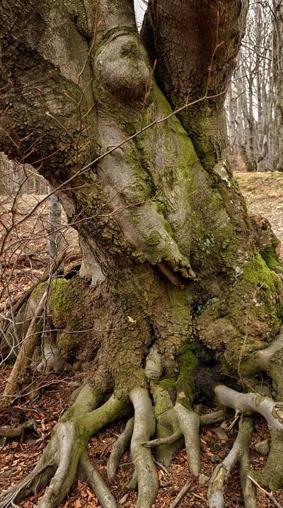 Ruszając dalej z polany czeka nas nieco łagodniejszy, acz krótki odcinek przez las bukowy, po pokonaniu którego dotrzemy na w