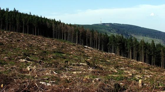 jednak całe lata nim świerkowy młodnik zastąpi zniszczone drzewa, a jeszcze więcej nim