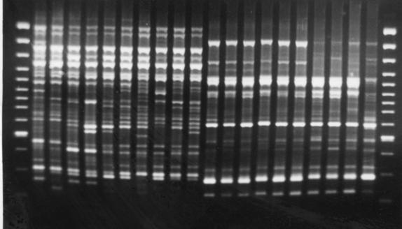 prowadzonych w latach 1998 2000. Wyraźny dystans genetyczny między próbami kontrolnymi a próbami traktowanymi laserem wskazuje, że działanie to wywołuje zmiany na poziomie DNA.