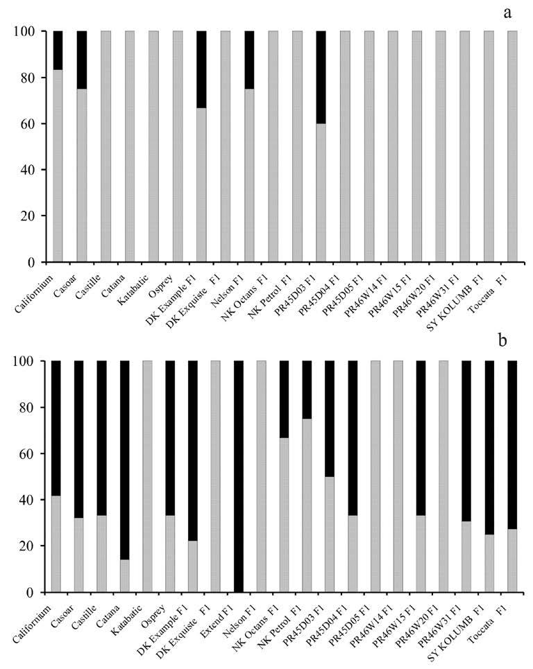 Występowanie suchej zgnilizny kapustnych na wybranych odmianach... 63 Rys. 2. Udział procentowy gatunków L. maculans (szare słupki) i L.